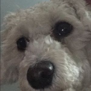 Meet your Posher, Pam